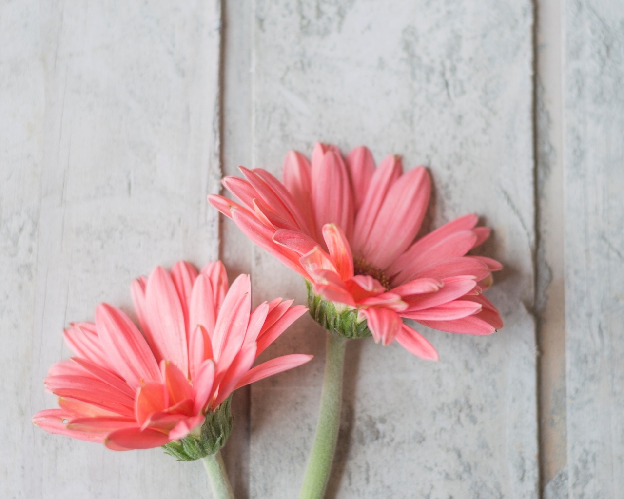 Две розовые герберы на сером столе