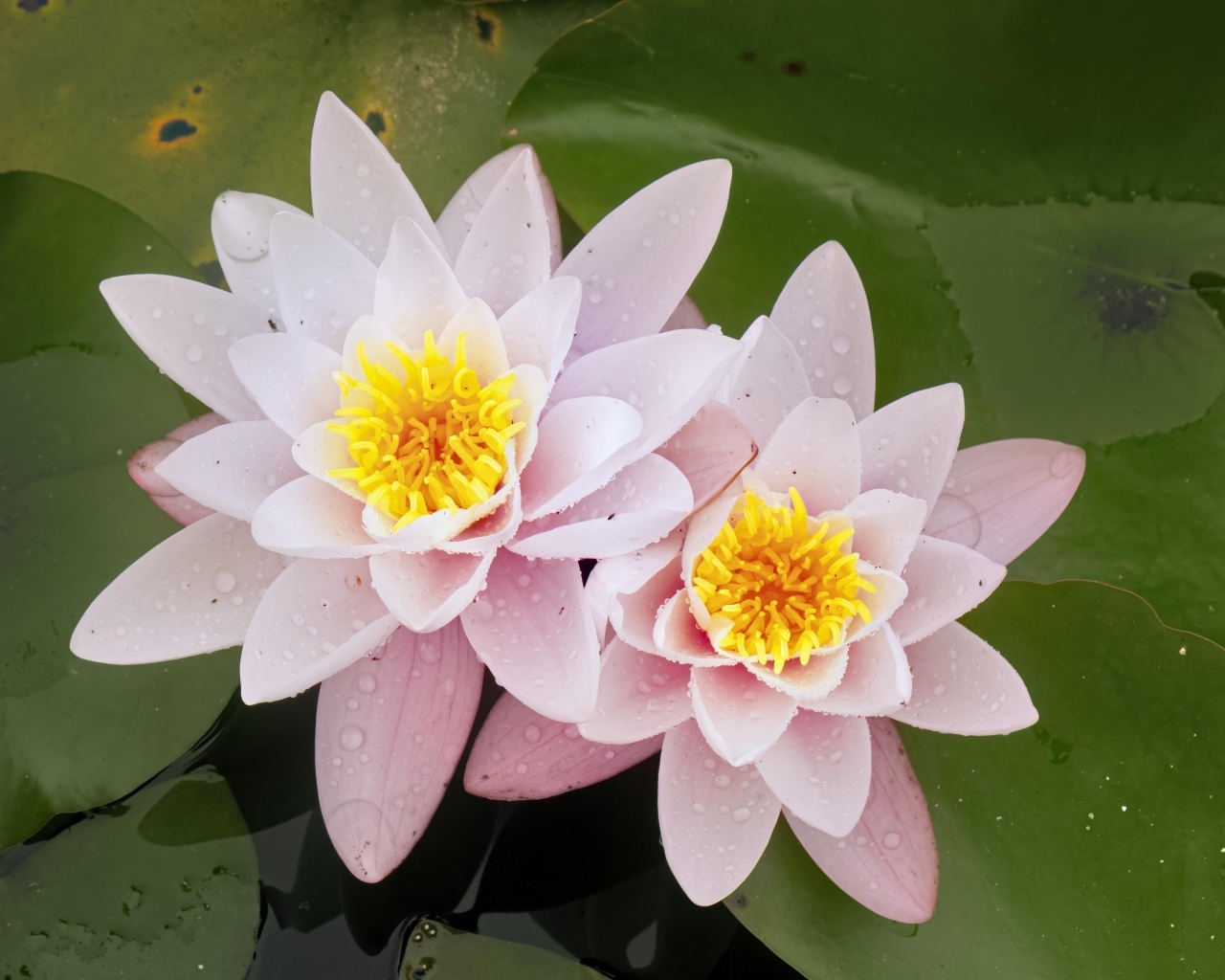 Две розовые водяные лилии в воде с зелеными листьями