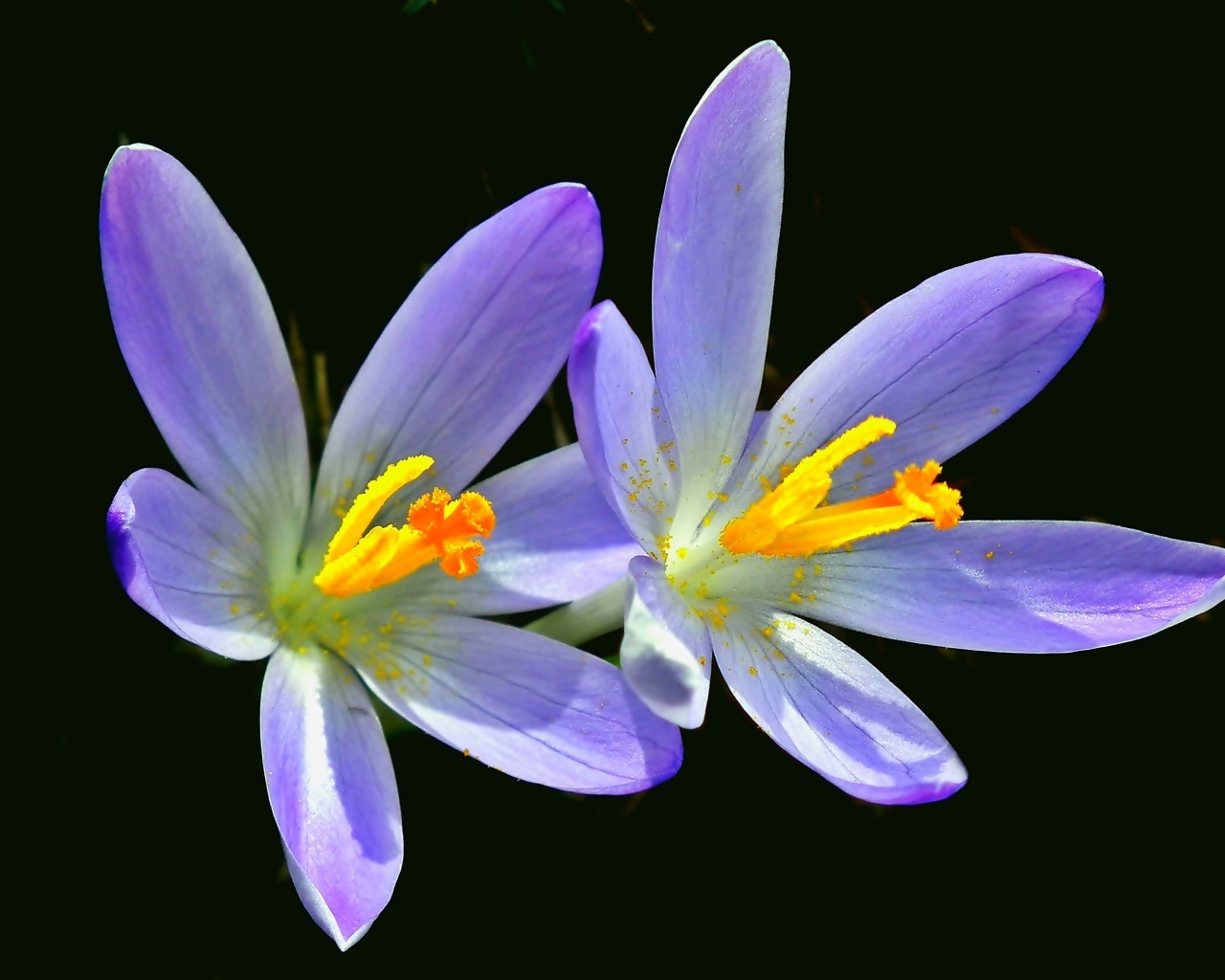 Два фиолетовых крокуса на черном фоне
