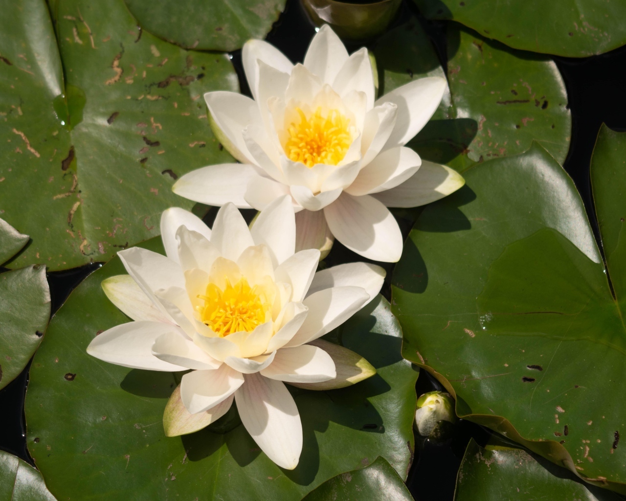 Два цветка водяной лилии с большими зелеными листьями в пруду