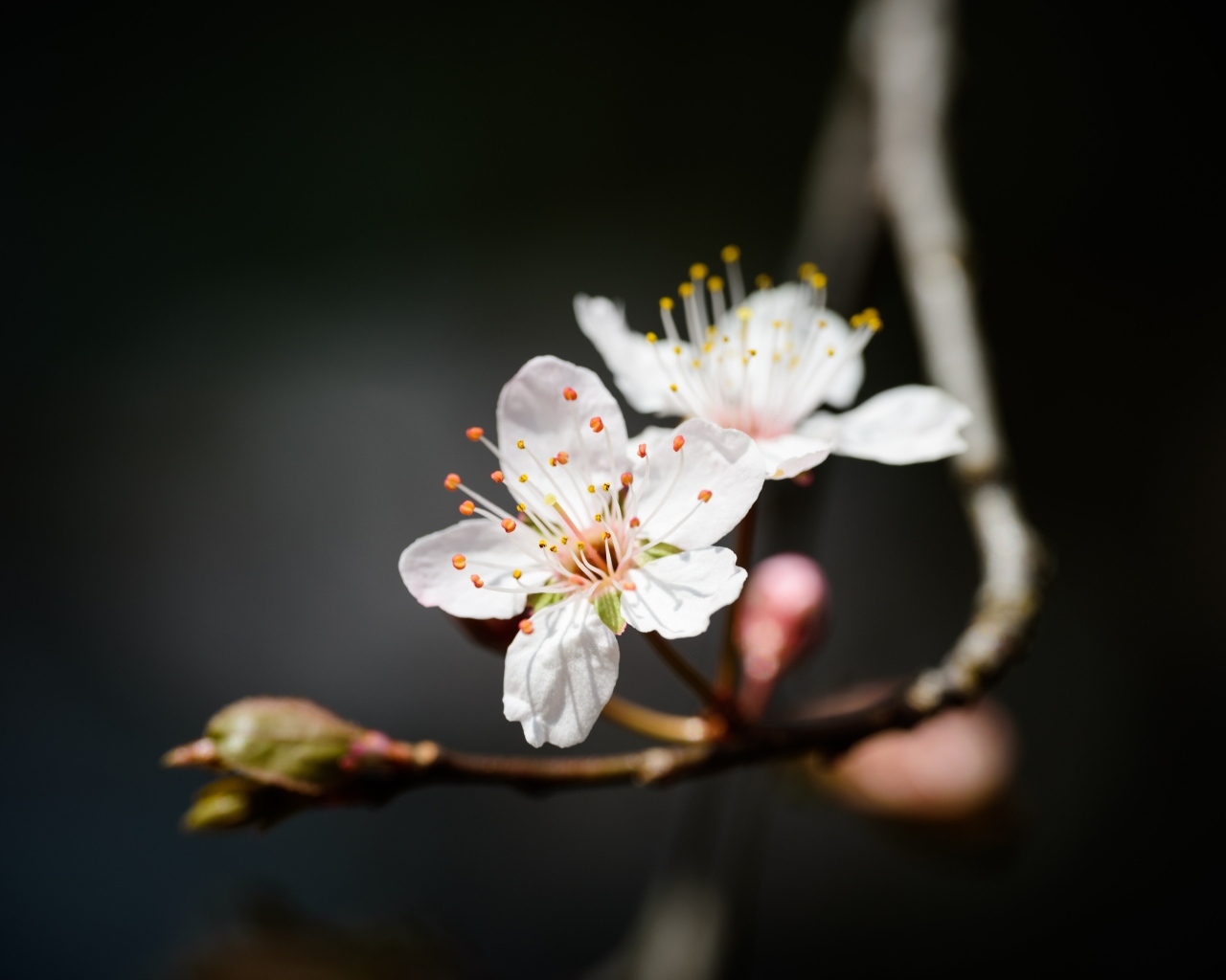 Два белых цветка вишни крупным планом