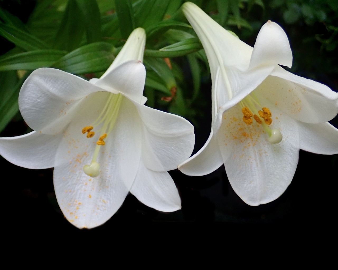 Две белые лилии в желтой пыльце на черном фоне