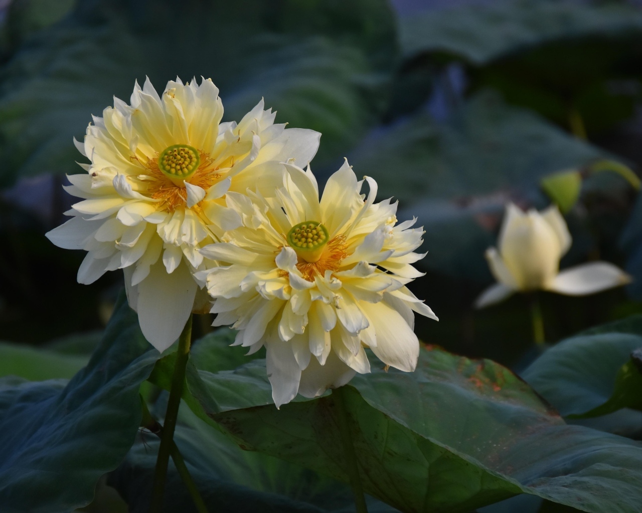 Два белых цветка лотоса отцветают 