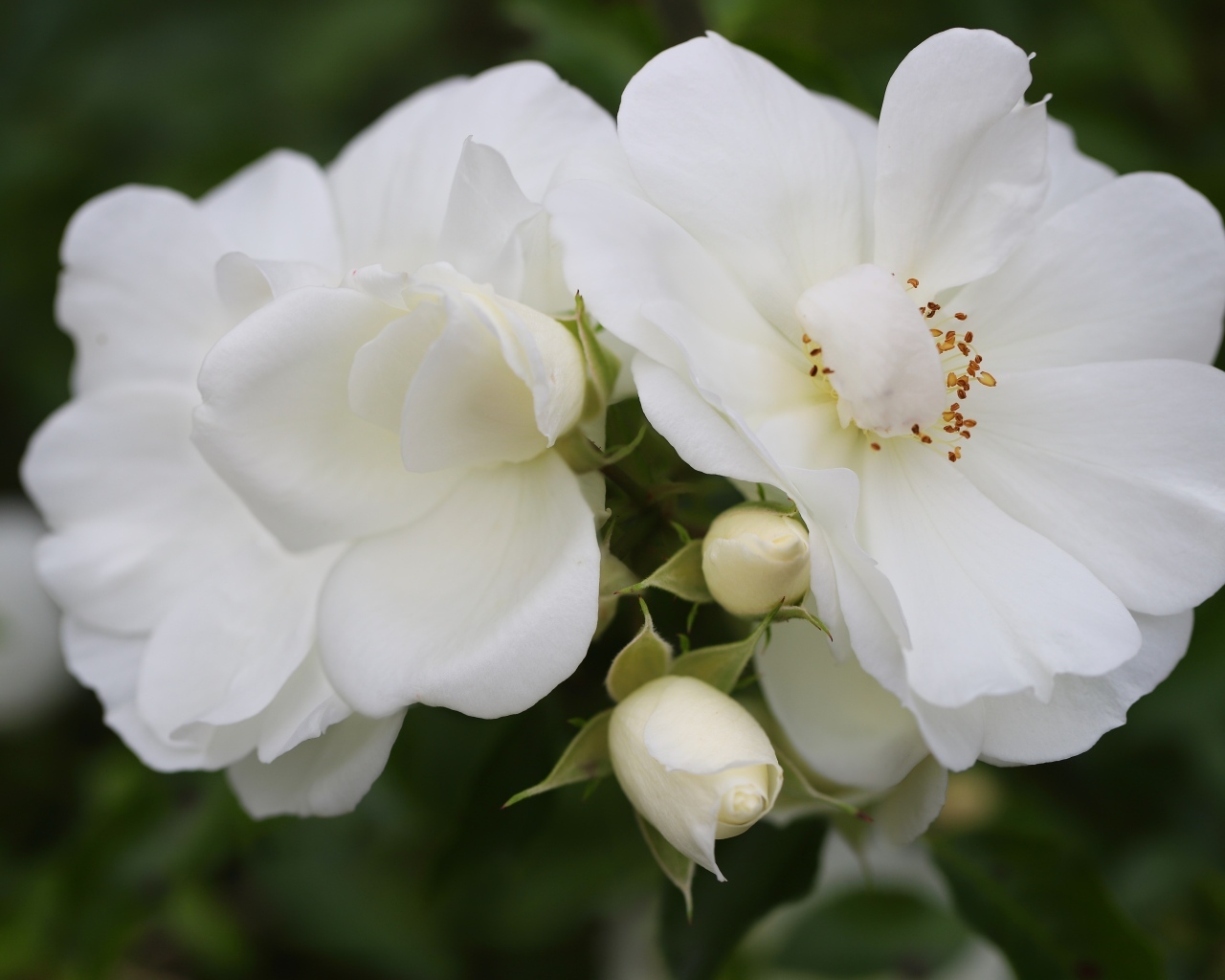 Две белые розы с бутонами крупным планом