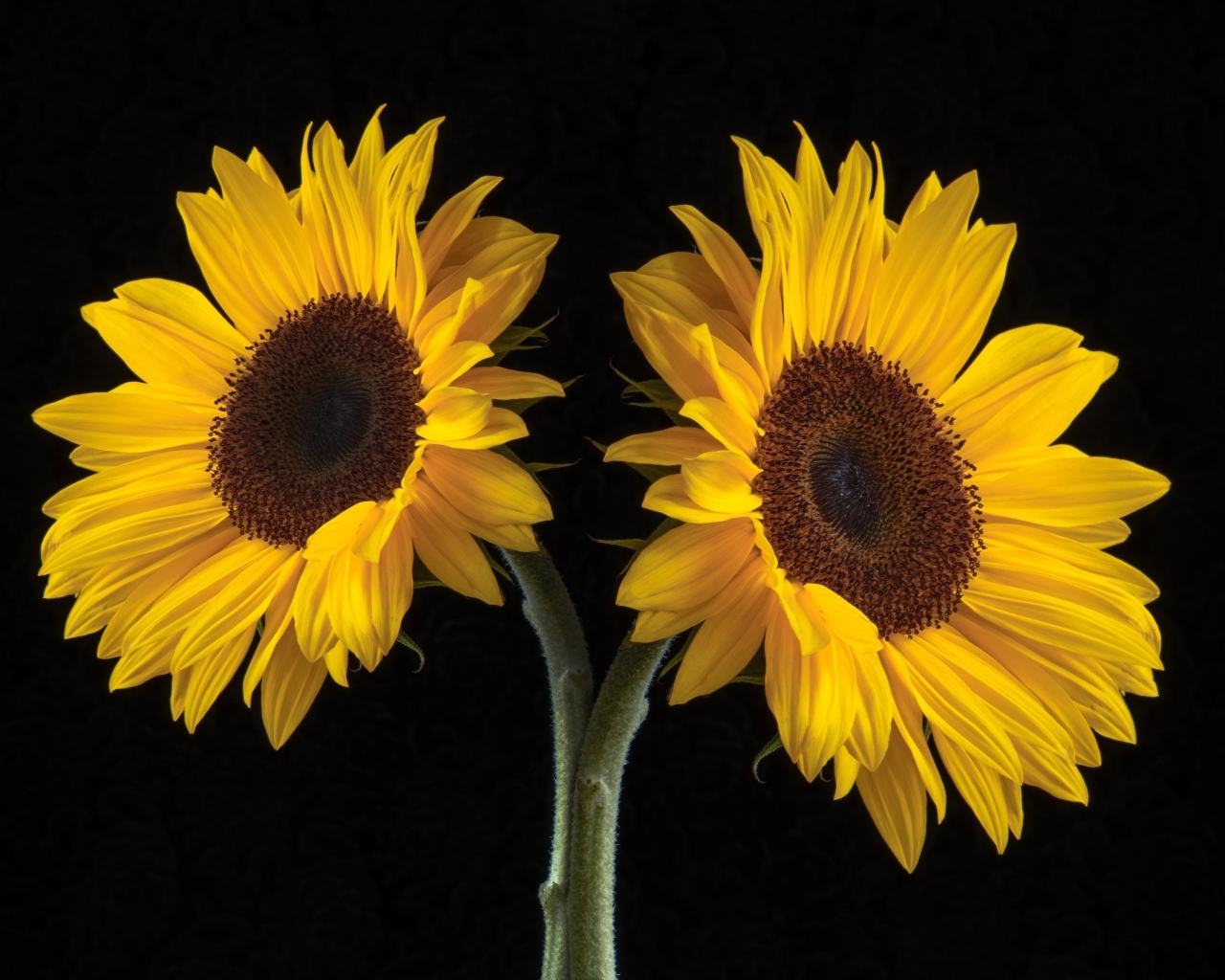 Два желтых подсолнуха на черном фоне