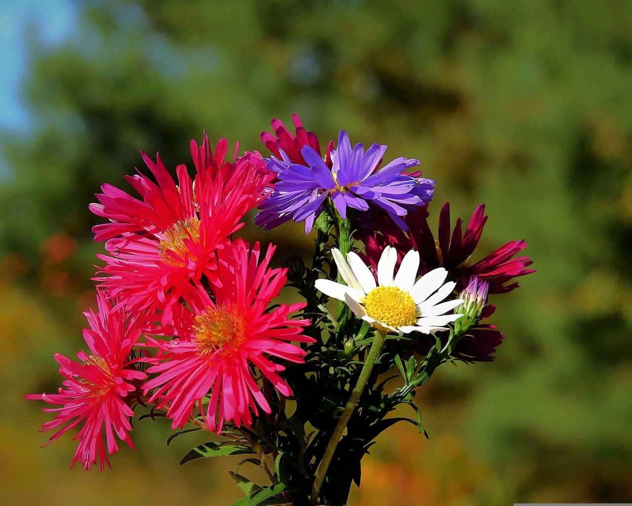 Пестрый букет осенних цветов астры