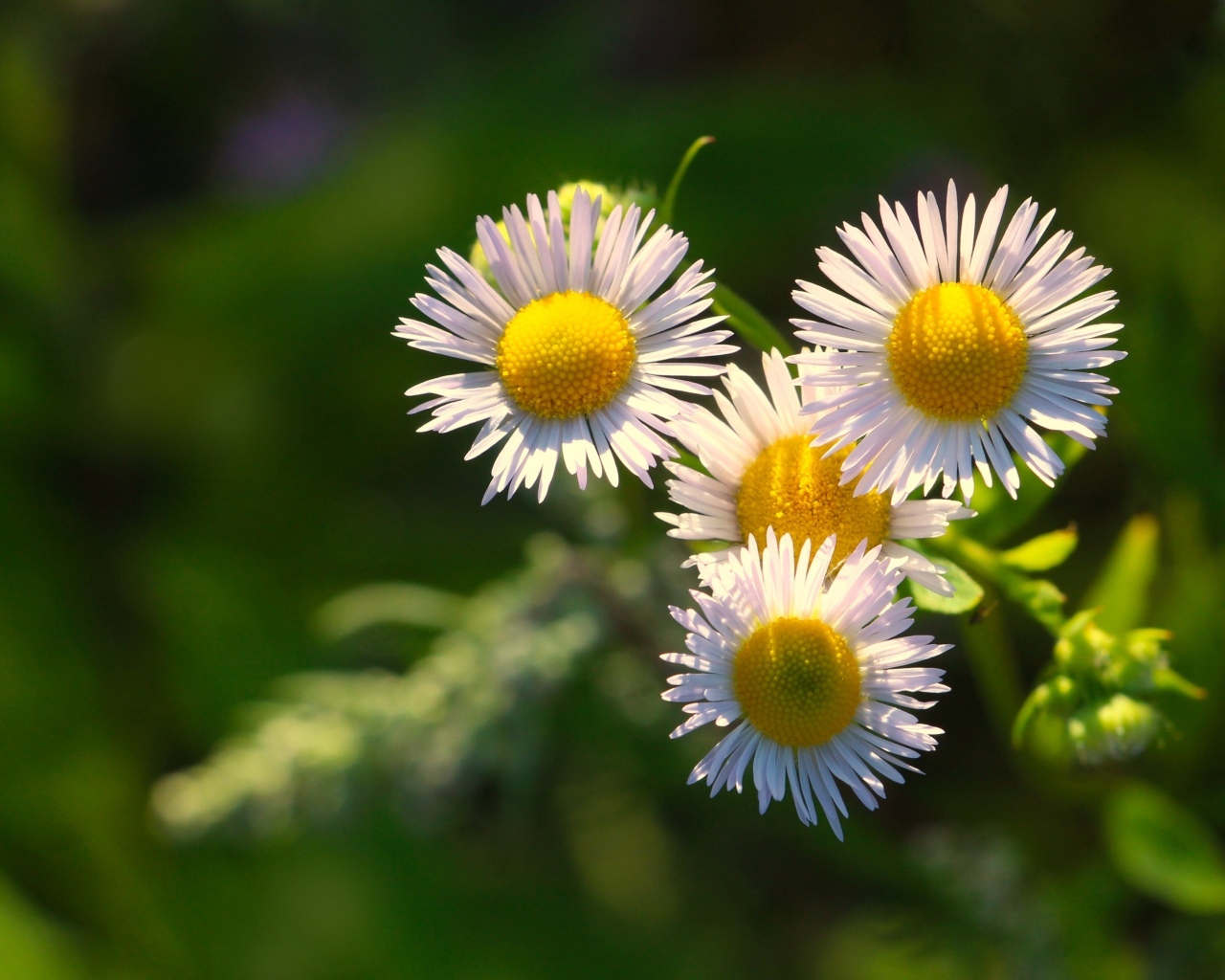 Белые цветы сентябринки в лучах солнца