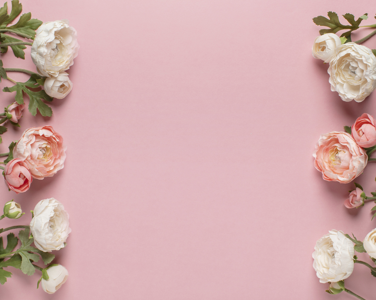 Белые и розовые лютики на розовом фоне, шаблон 