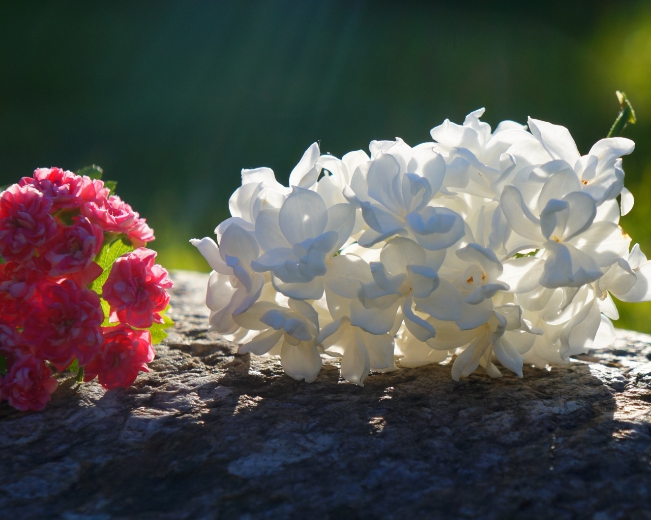 Белый и розовый цветок лежат на камне