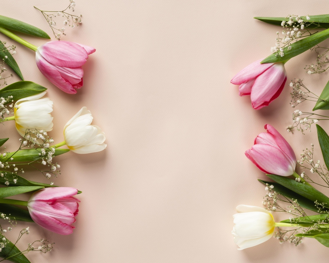 Белые и розовые тюльпаны с цветами гипсофилы на розовом фоне