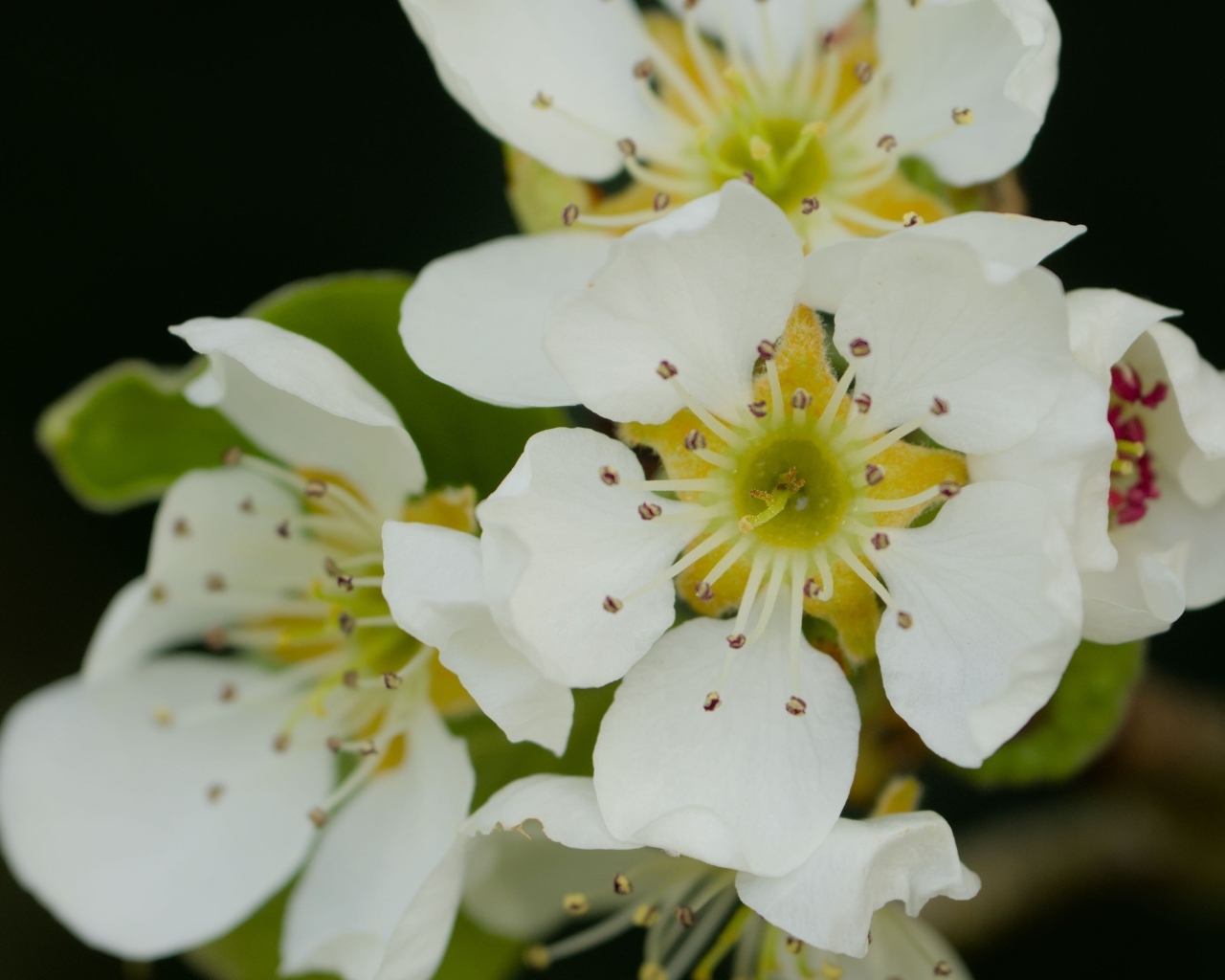 Белые цветы яблони крупным планом на черном фоне