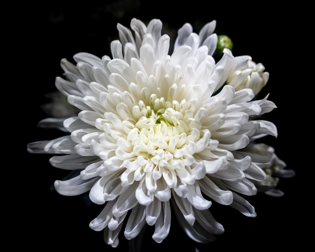 Белый осенний цветок хризантемы на черном фоне крупным планом