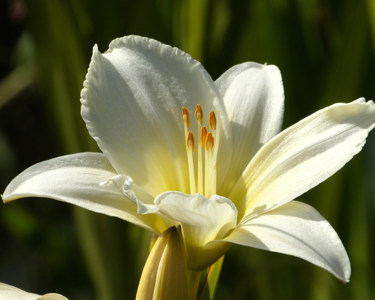 Белый красивый лилейник крупным планом