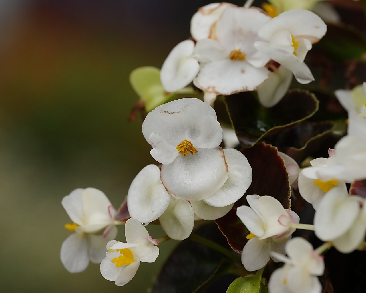 Белые цветы бегония крупным планом