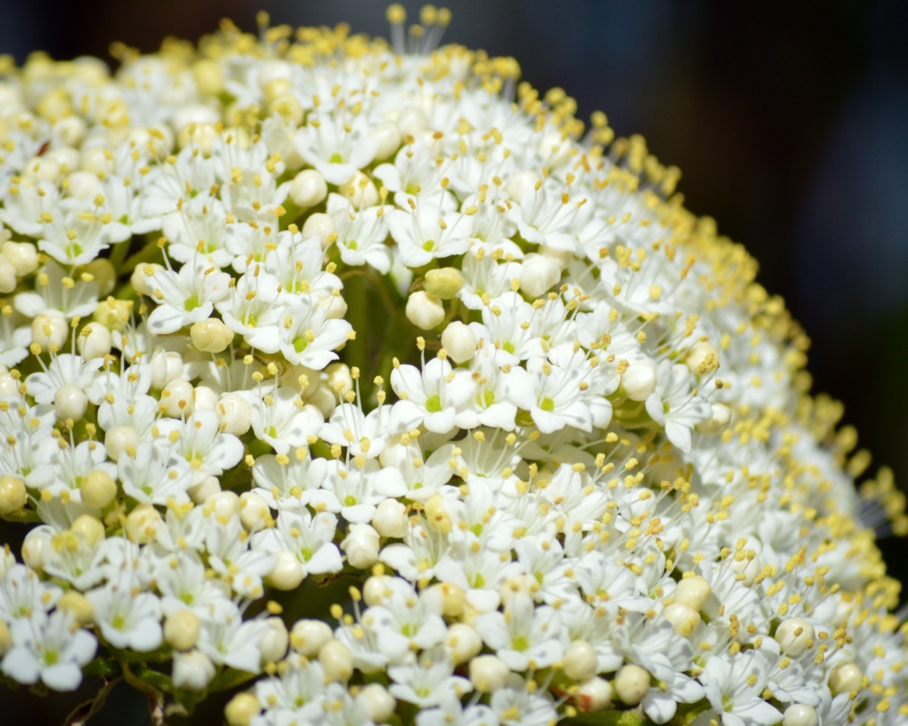 Белые распускающиеся цветы бузины