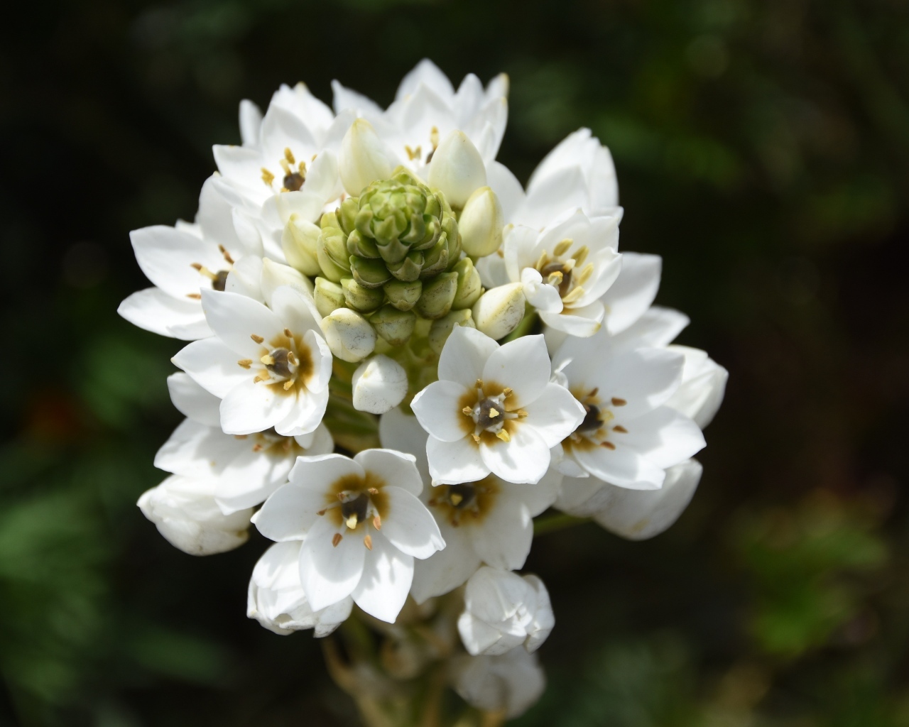 Белый распускающийся цветок арабикум