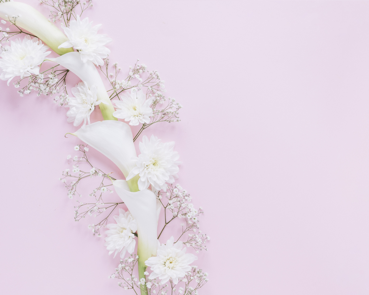 Белые цветы каллы и хризантемы на розовом фоне