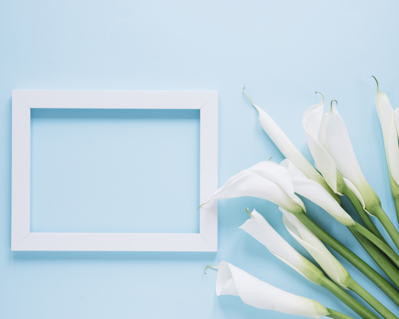 Белые каллы с рамкой для фото на голубом фоне
