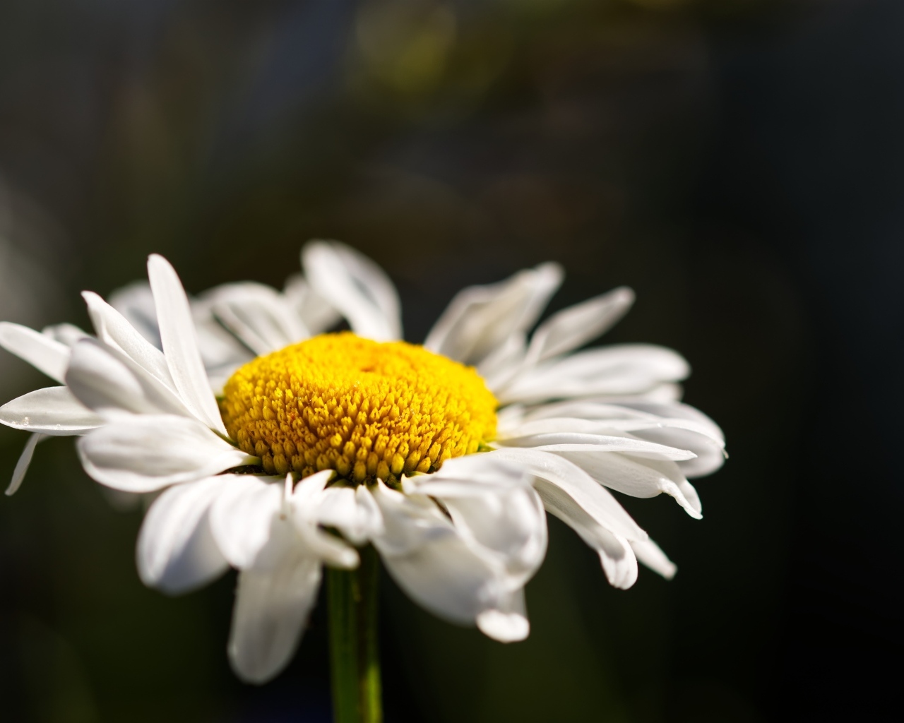 Белый цветок ромашки с нежными лепестками