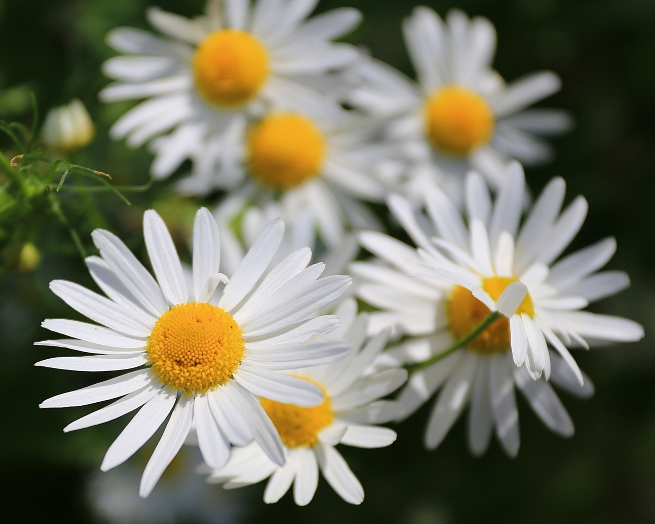Белые цветы ромашки крупным планом