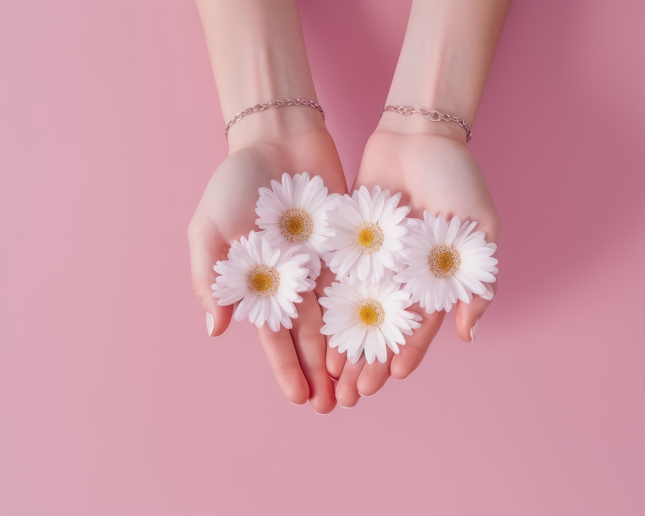 Белые цветы ромашки в ладонях на розовом фоне