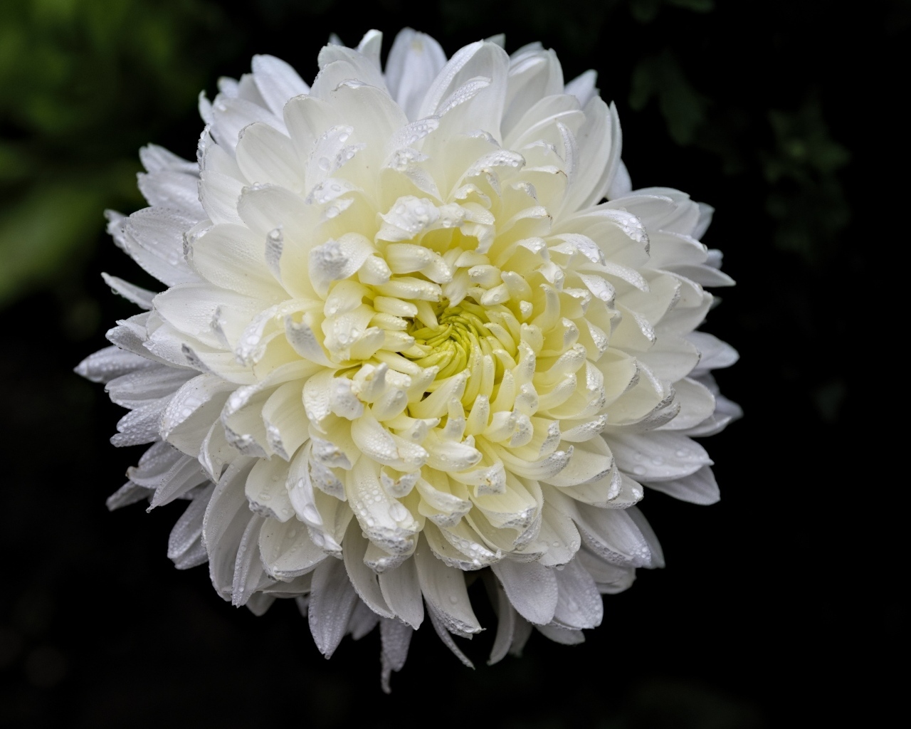 Белый цветок хризантемы в каплях росы