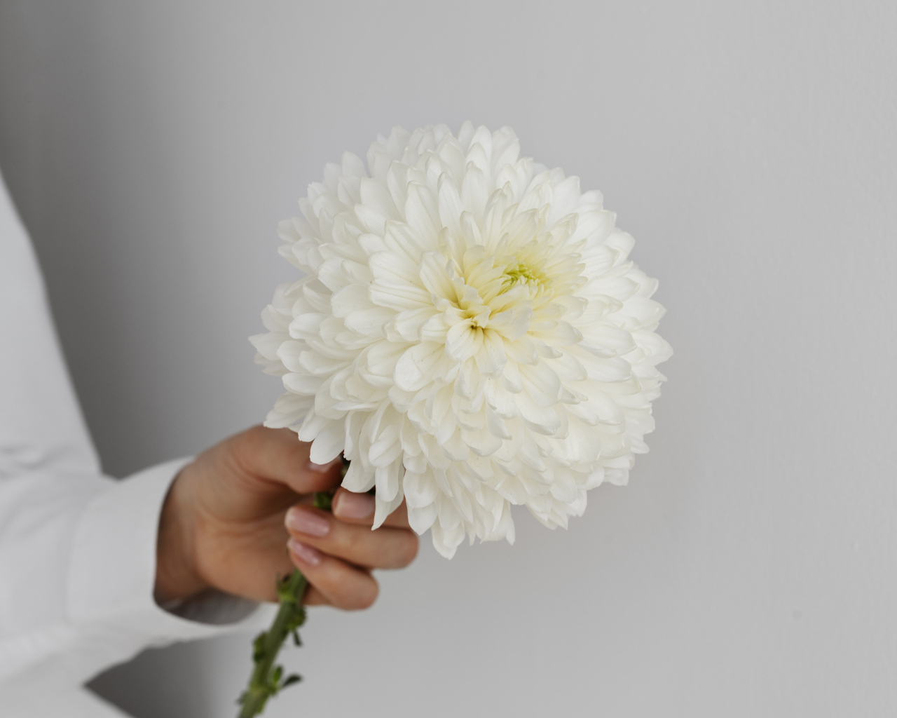 Белый цветок хризантемы в руке