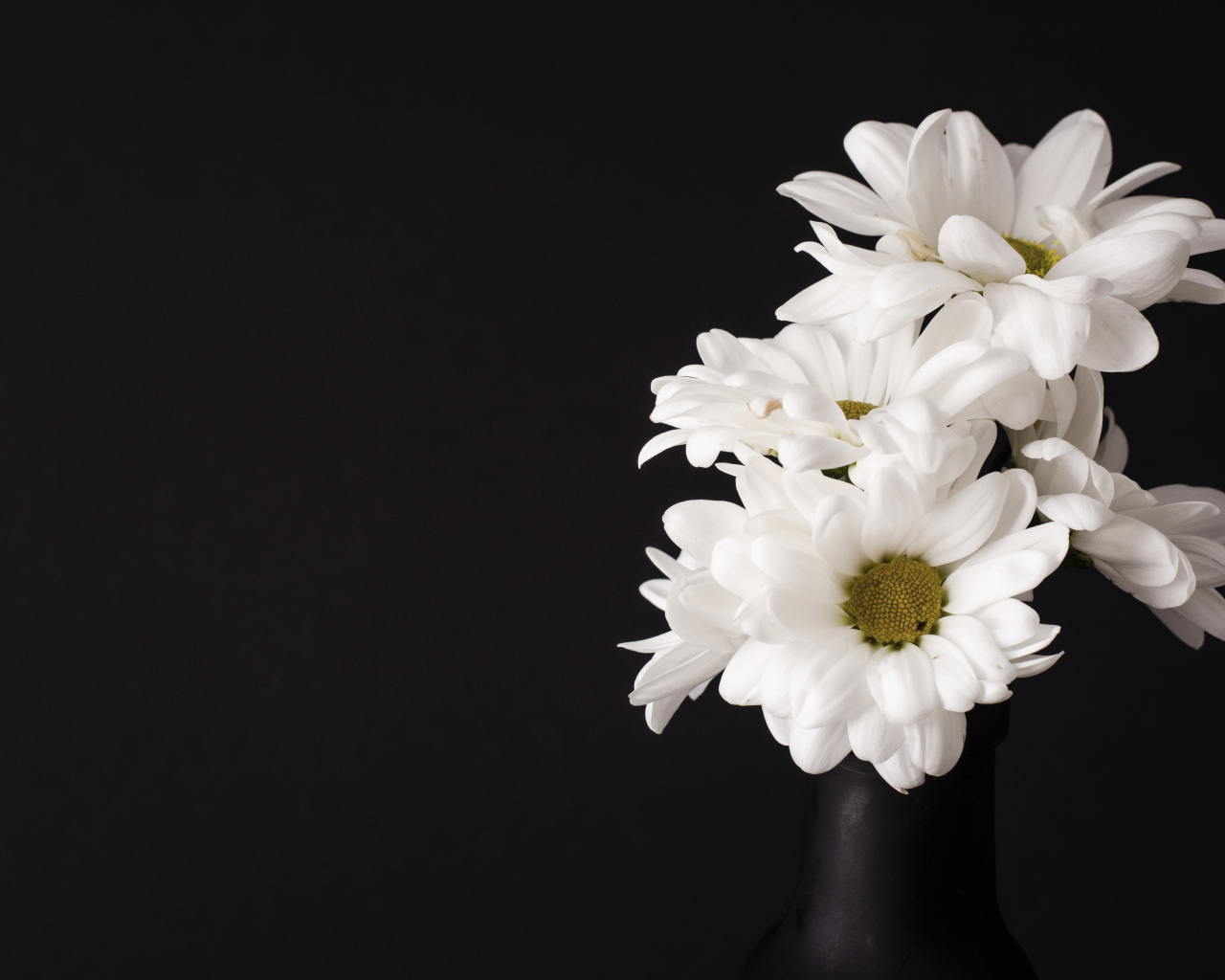 Белые цветы хризантемы на черном фоне