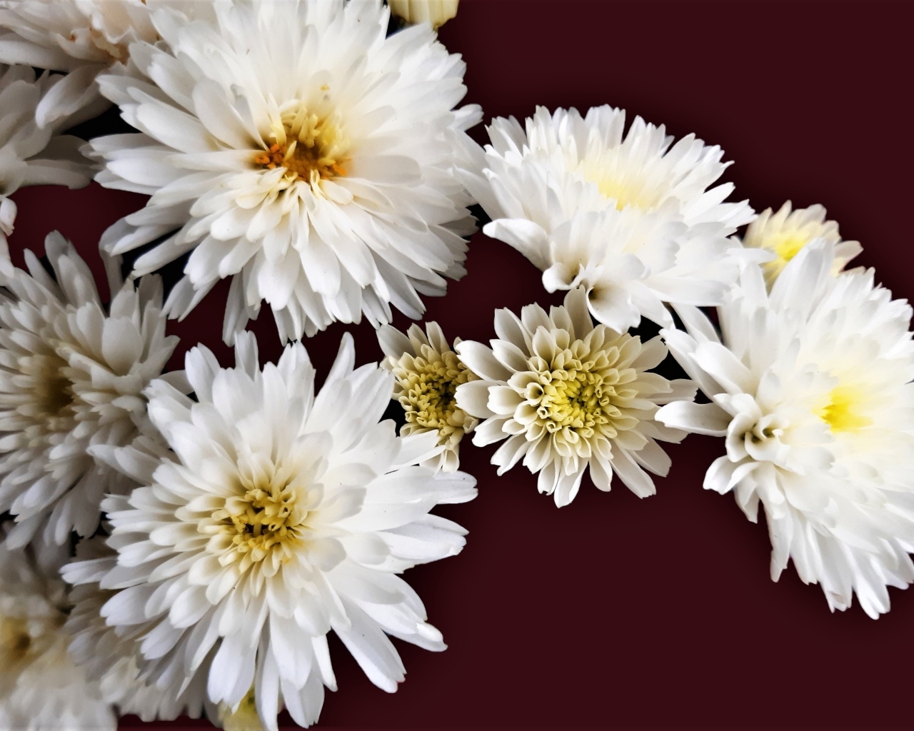 Белые цветы хризантемы на коричневом фоне