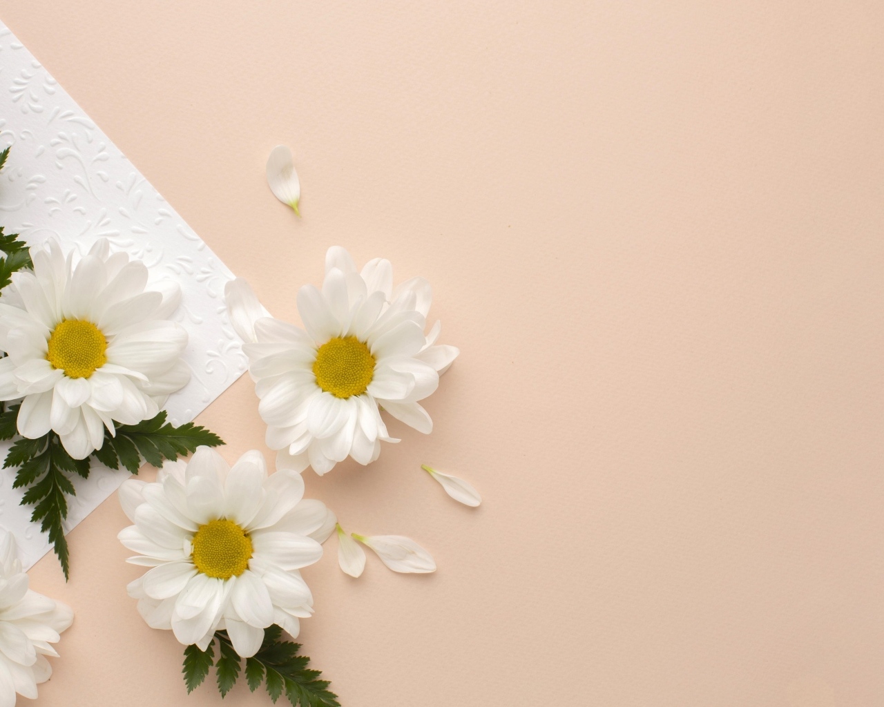 Белые хризантемы с зелеными листьями на розовом фоне