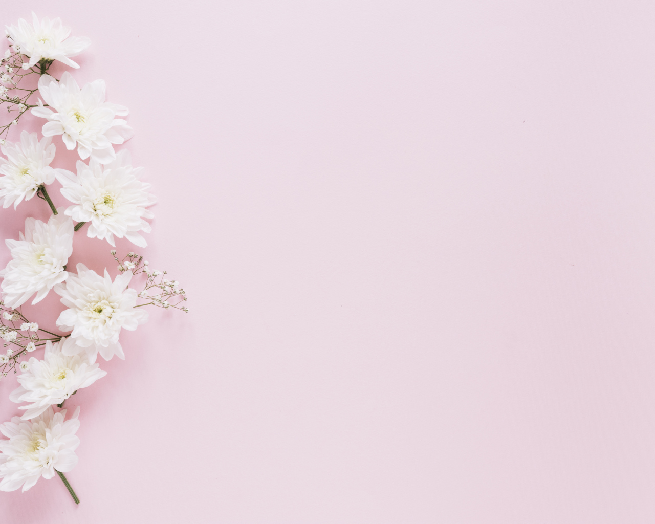 Белые хризантемы с гипсофилой на розовом фоне