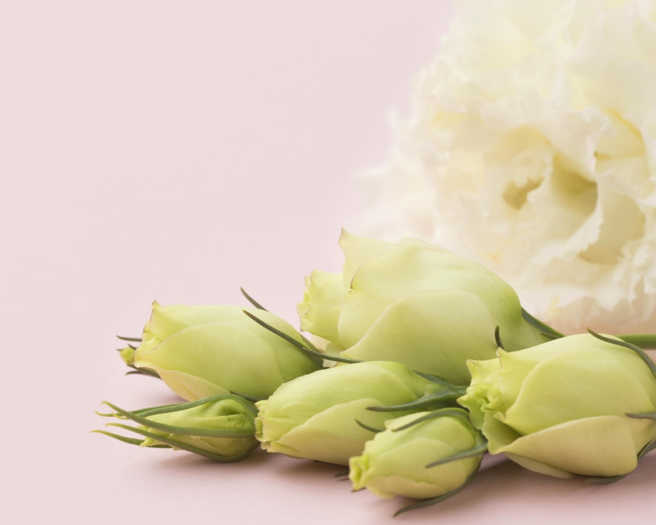 Белые цветы эустомы на розовом фоне крупным планом