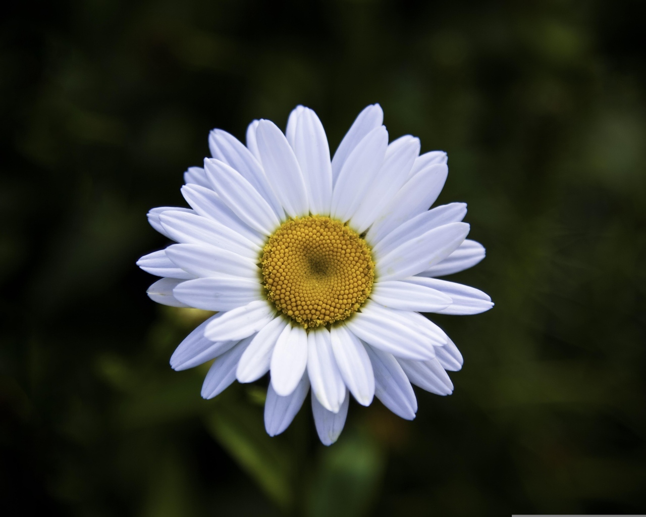 Белая полевая ромашка с желтой серединкой