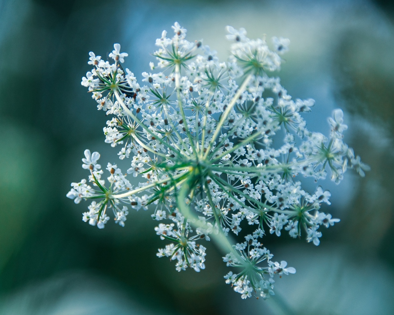 Белое цветущее полевое растение