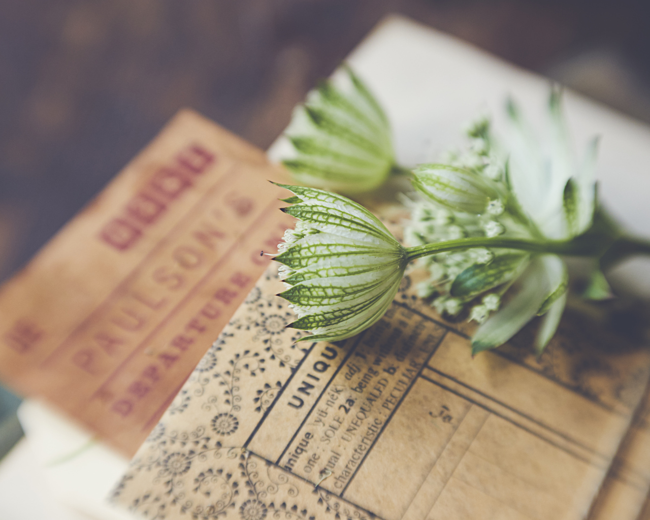 Белые цветы с бумагой на столе