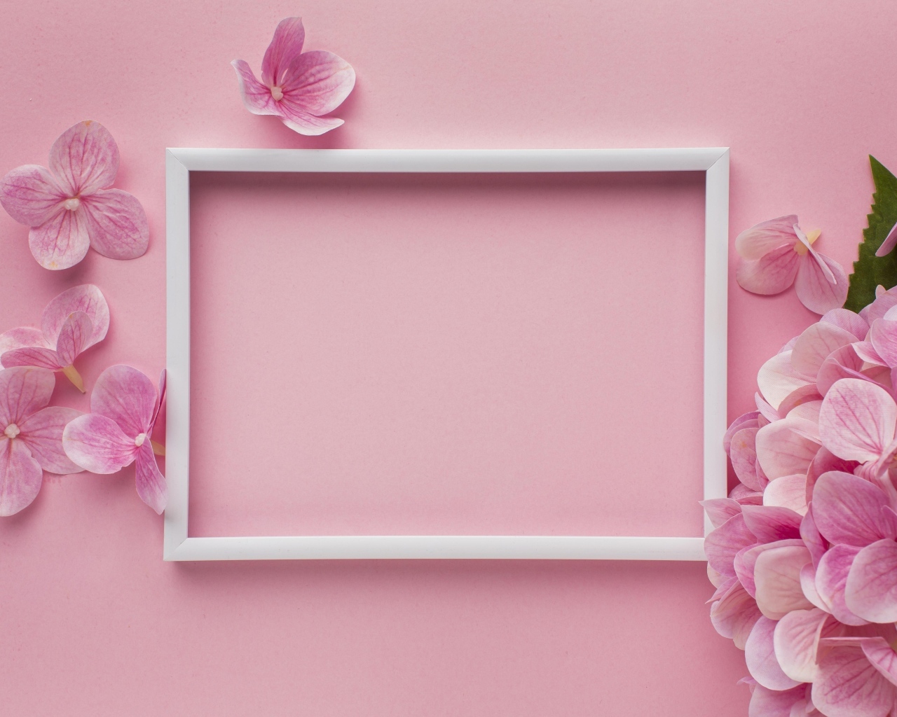 Белая рамка с цветами гортензии на розовом фоне, шаблон для открытки