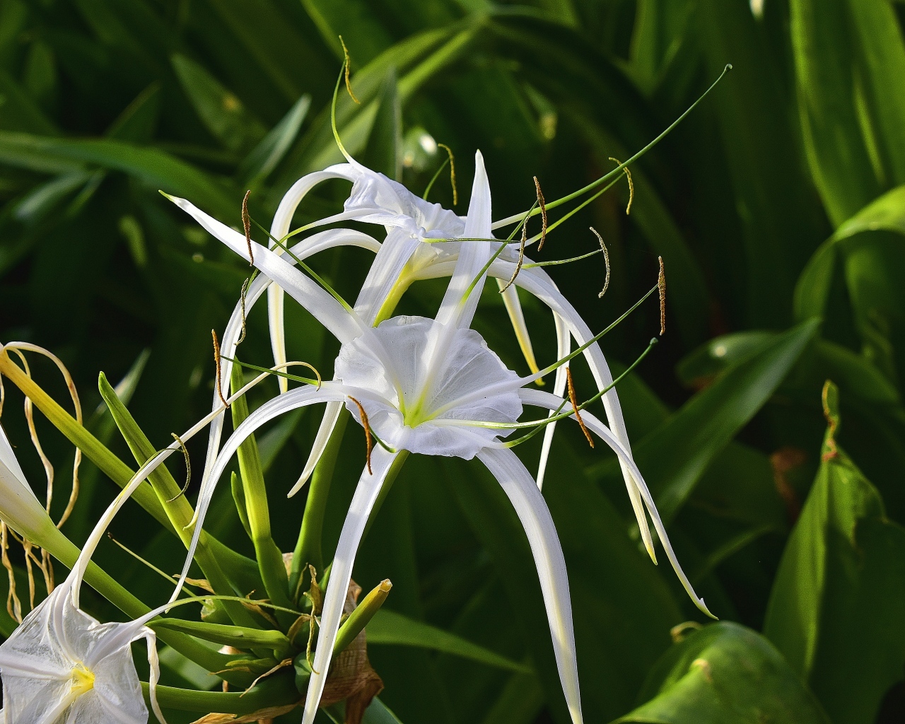 Белые комнатные лилии крупным планом
