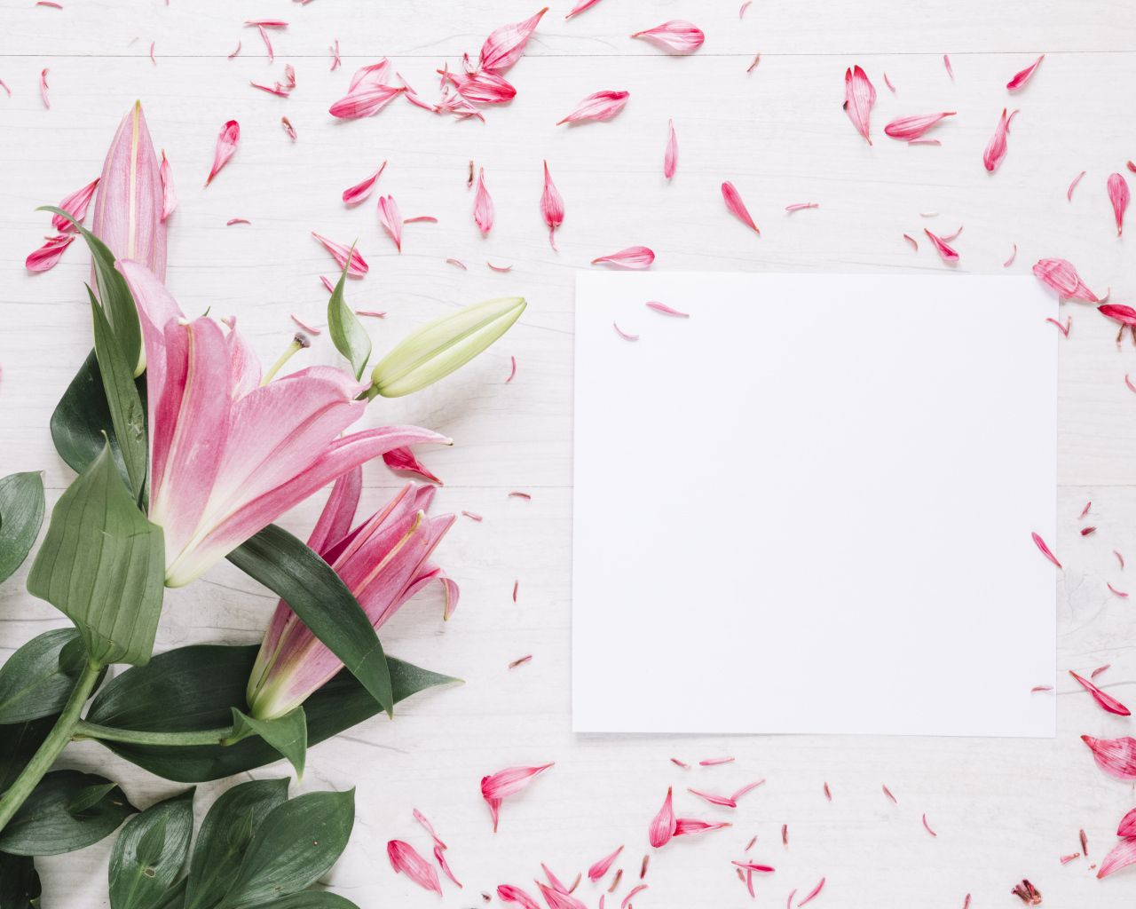 Белый лист с розовыми цветами лилии