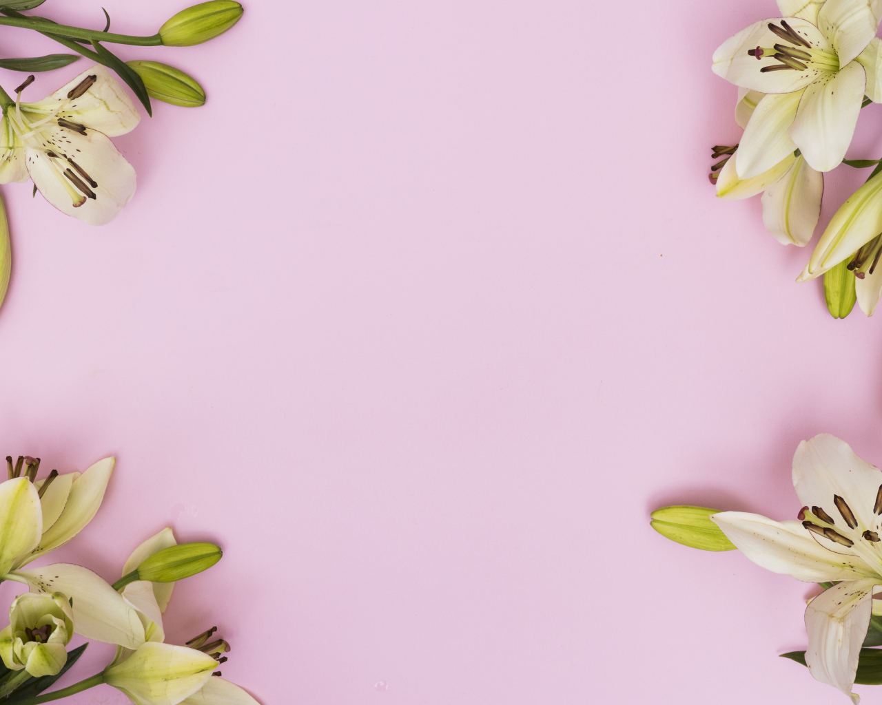 Белые лилии на розовом фоне, фон для открытки