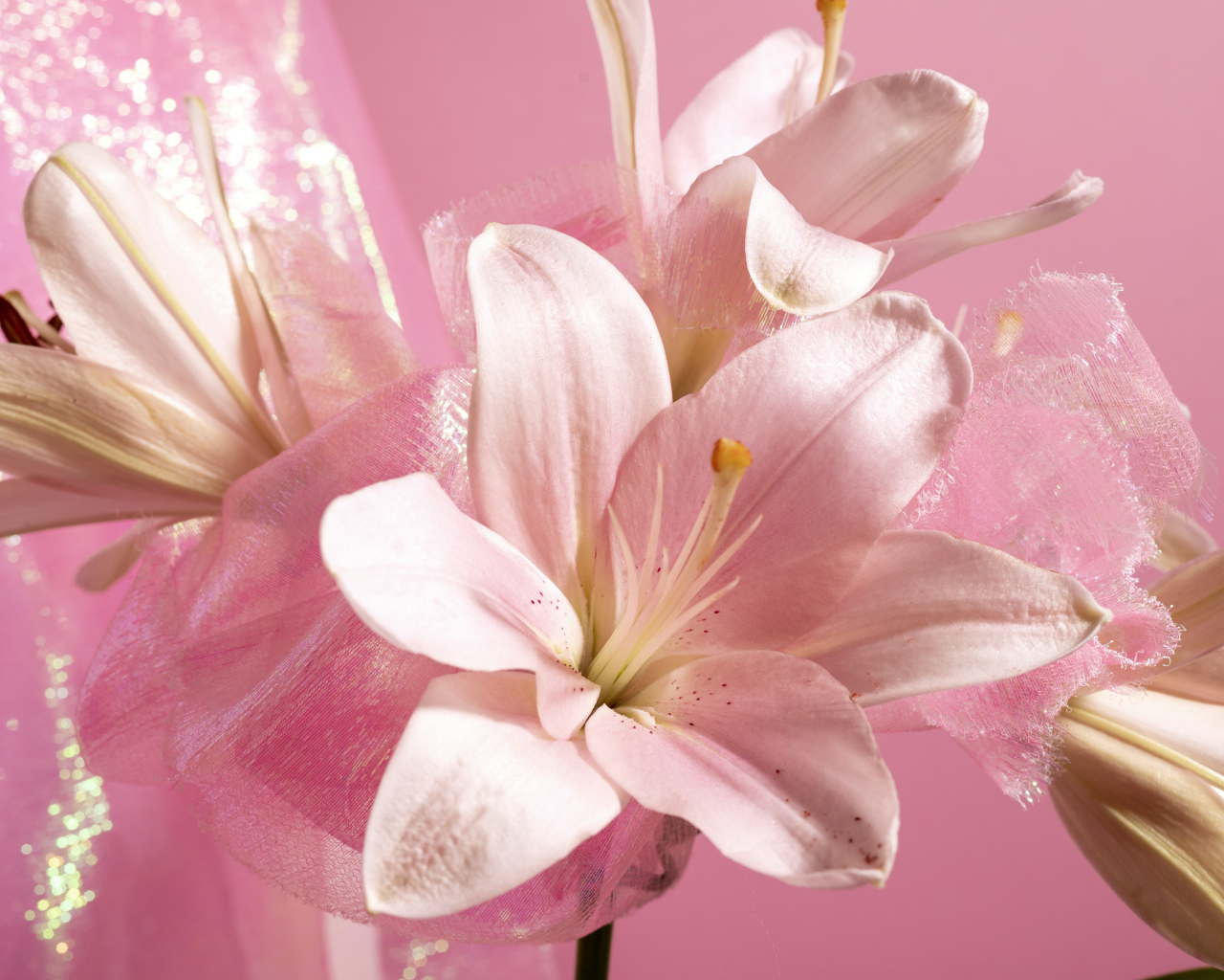 Белые лилии на розовом фоне крупным планом