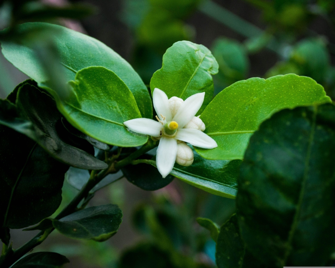 Белый цветок лайма на ветке в зеленых листьях