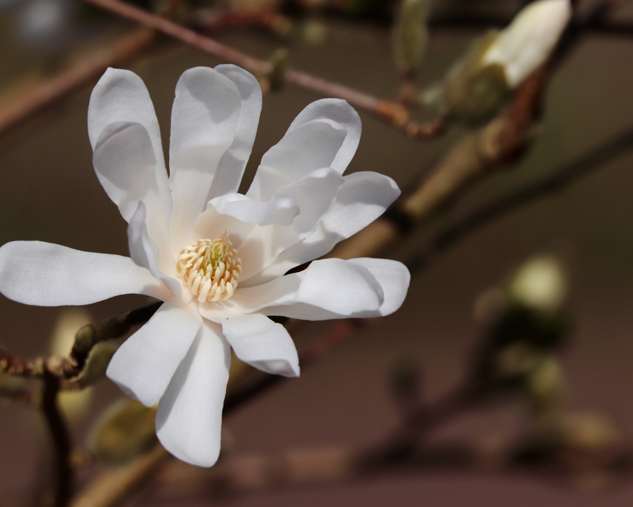 Белый цветок магнолии на ветке крупным планом