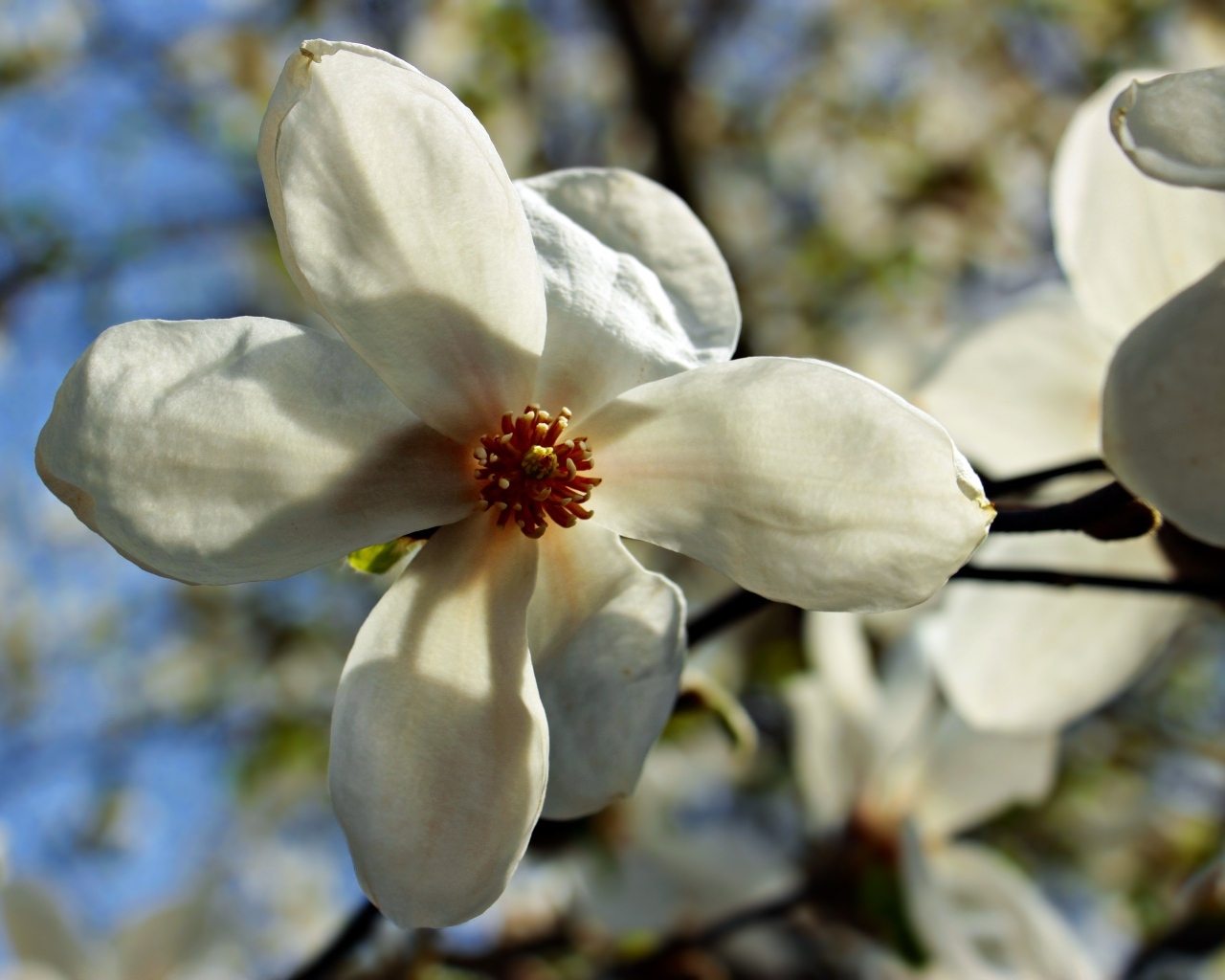 Белый цветок магнолии на ветке крупным планом