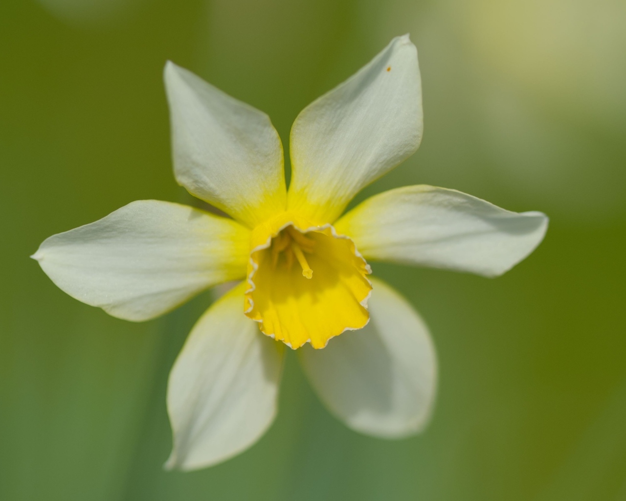 Белый цветок нарцисса с желтой серединкой крупным планом