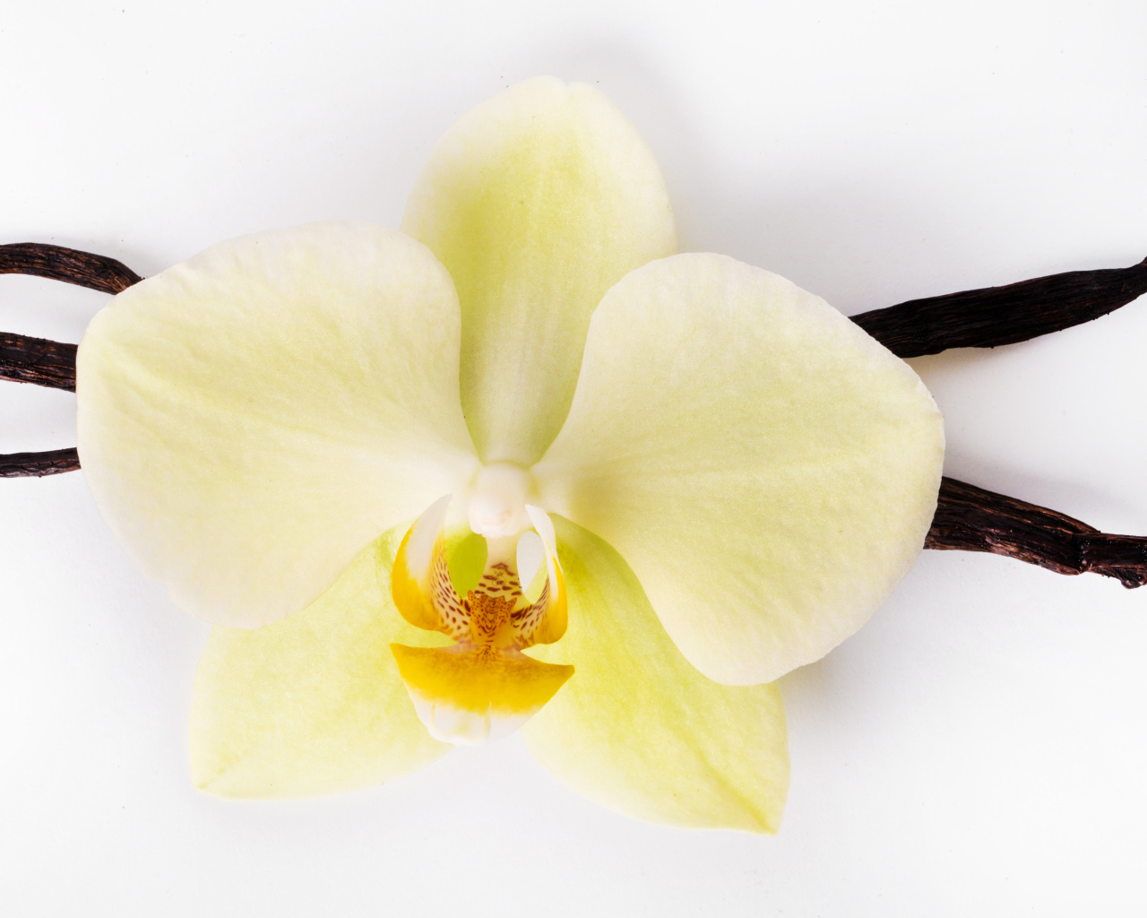 Белый цветок орхидеи с ванилью на белом фоне