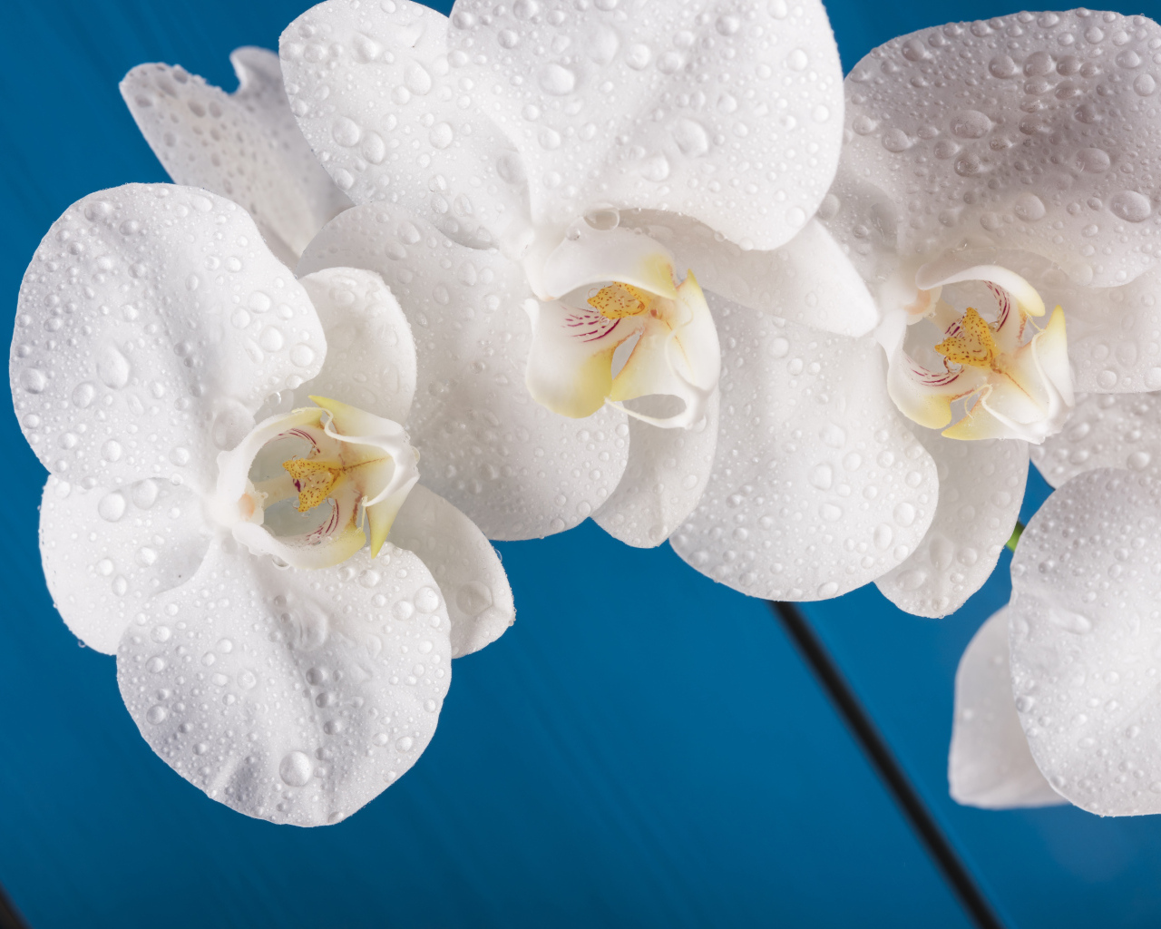 Белые цветы орхидеи на голубом фоне