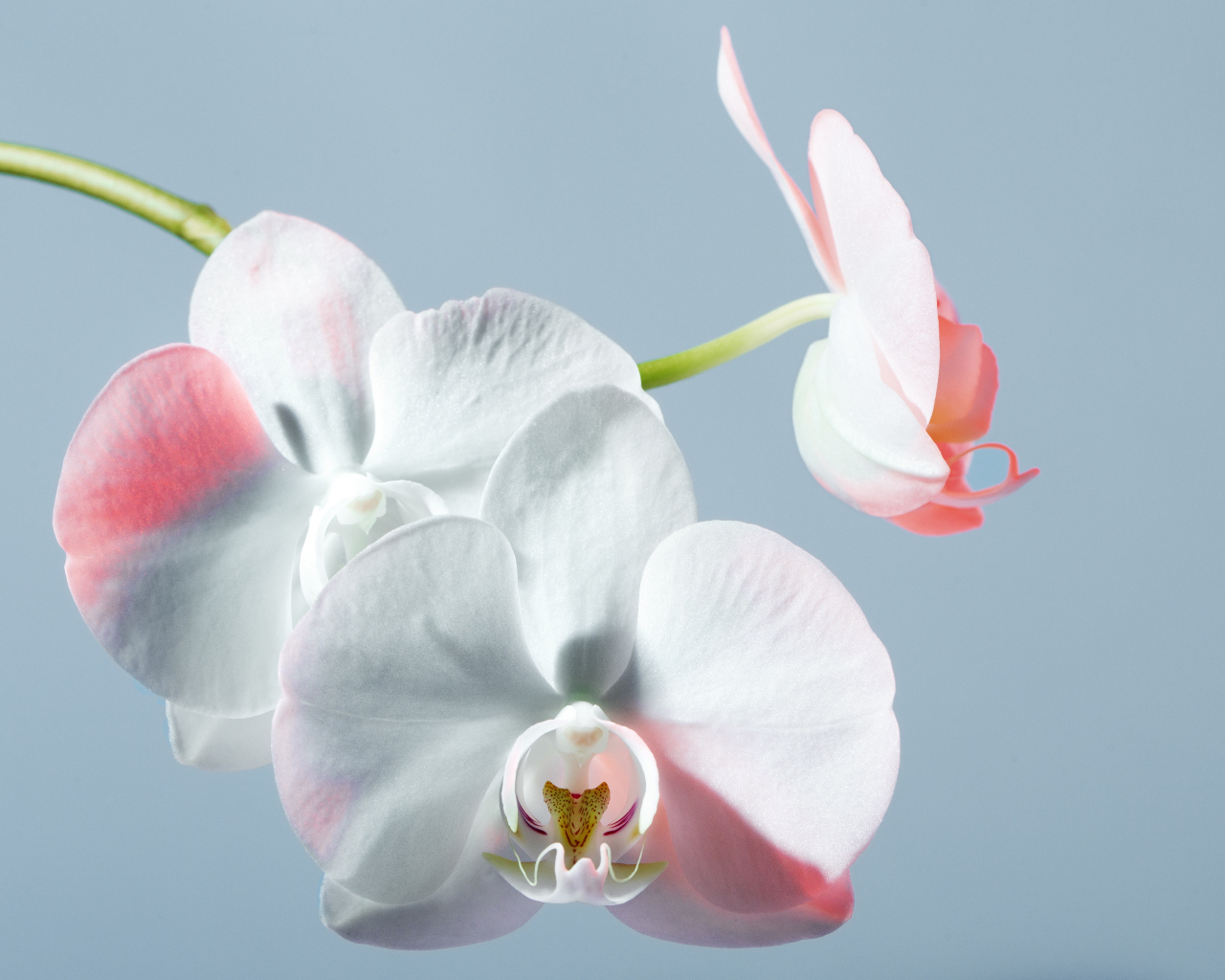 Белые орхидеи на голубом фоне