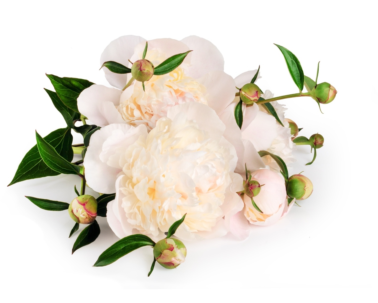 Белые пионы с бутонами на белом фоне