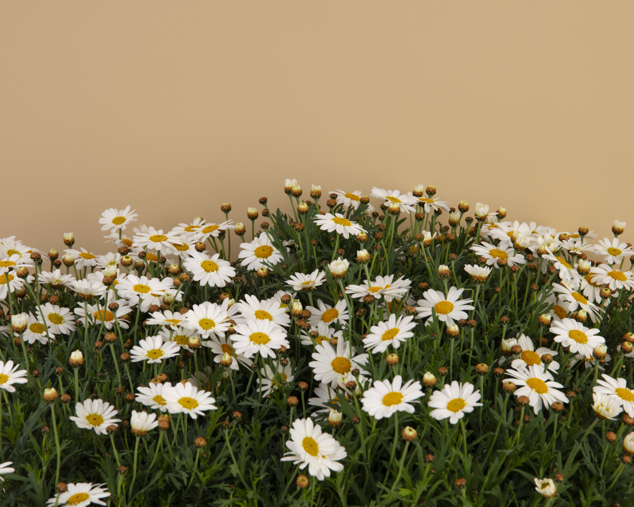 Белые маленькие ромашки на коричневом фоне