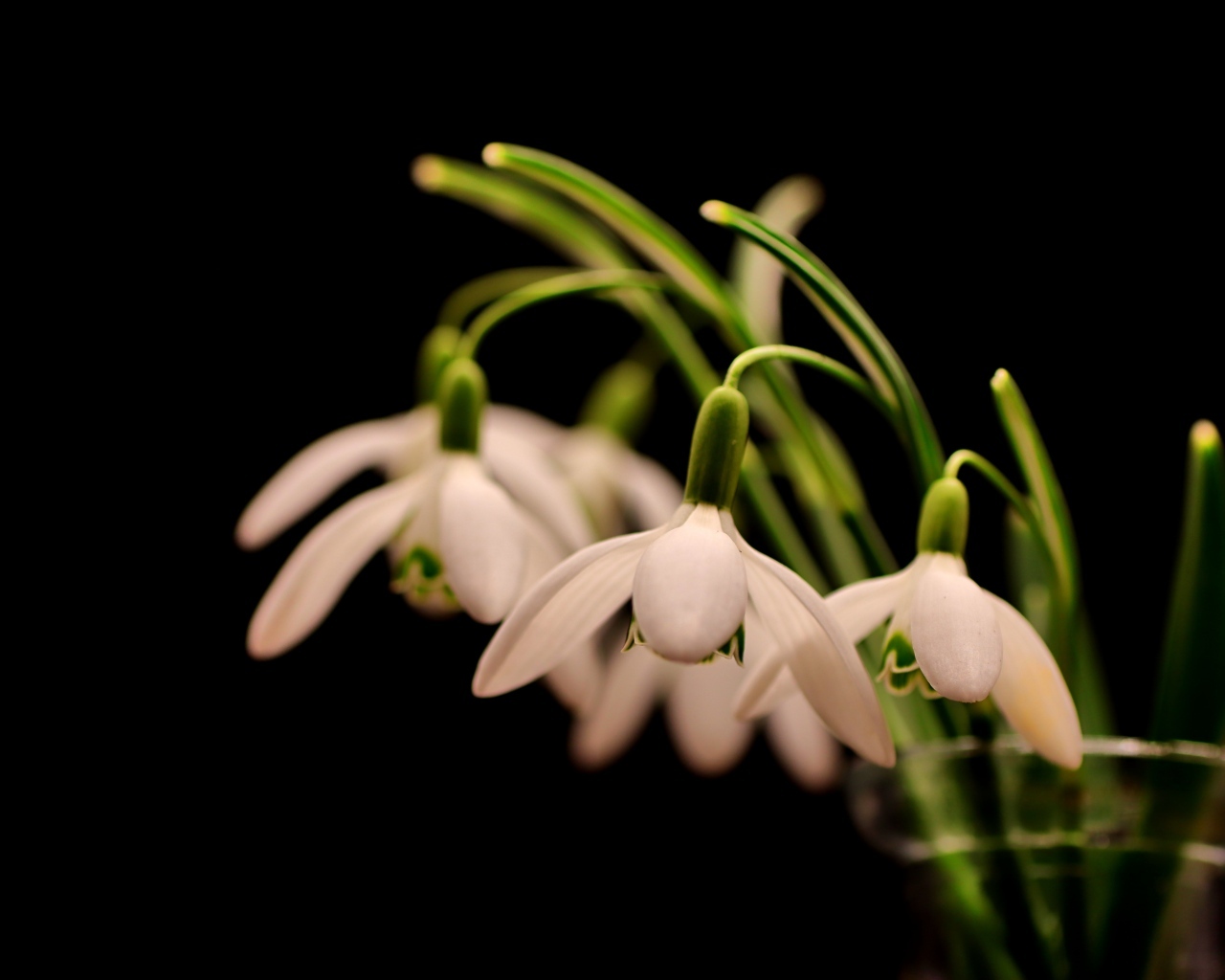 Белые маленькие подснежники в вазе на черном фоне